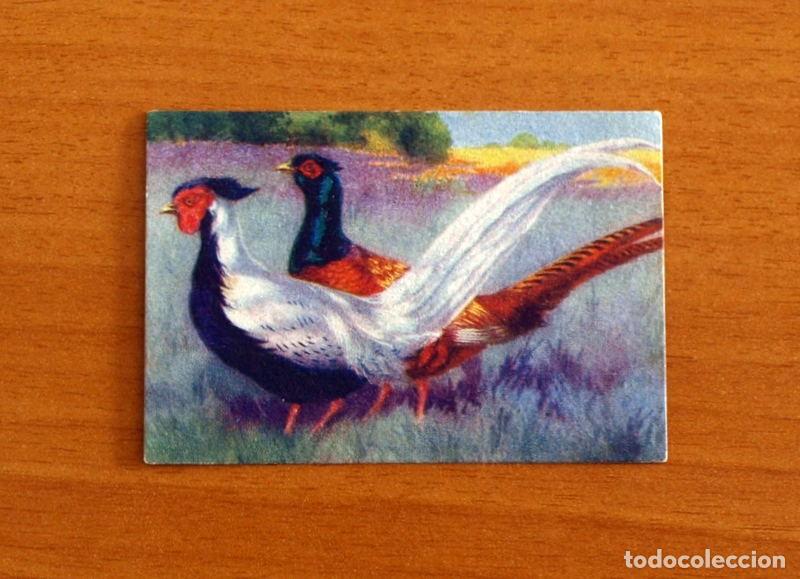 Coleccionismo Cromos antiguos: Historia Natural - N&ordm; 31 Fais&aacute;n - Editorial Afer A&ntilde;os 40 - Nunca Pegado