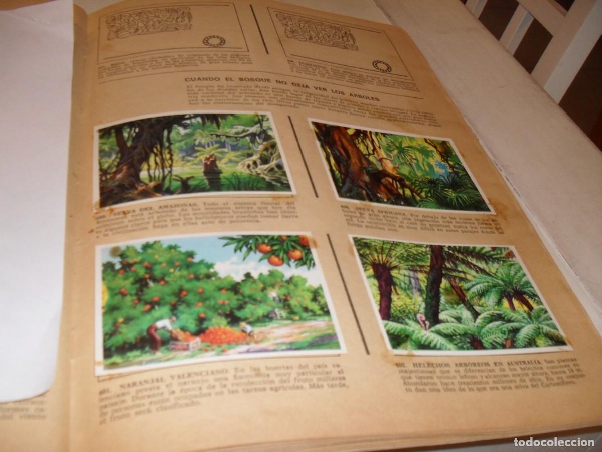 Coleccionismo Cromos antiguos: LAMINA CON 9 CROMOS BOSQUE,(LEASE),DEL ALBUM HISTORIA NATURAL,BRUGUERA,1967