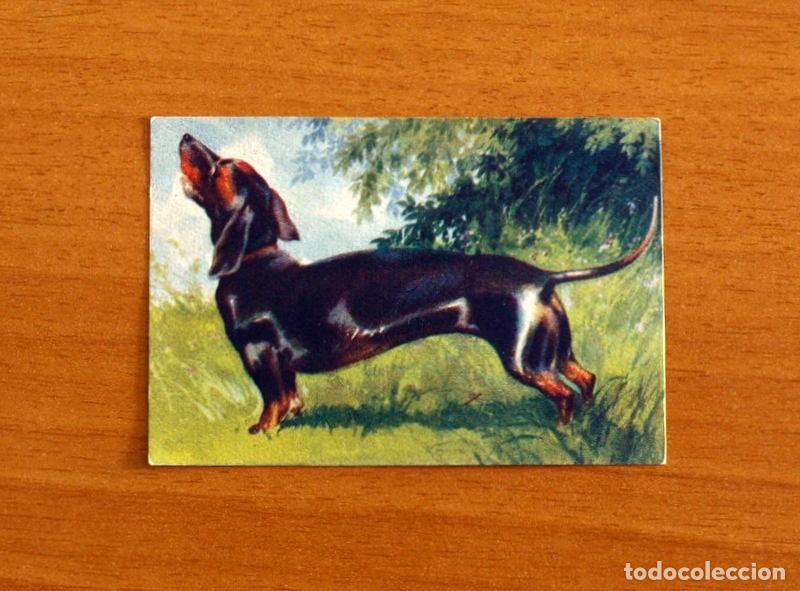 Coleccionismo Cromos antiguos: Historia Natural - N&ordm; 41 Perros, Basset - Editorial Afer A&ntilde;os 40 - Nunca Pegado