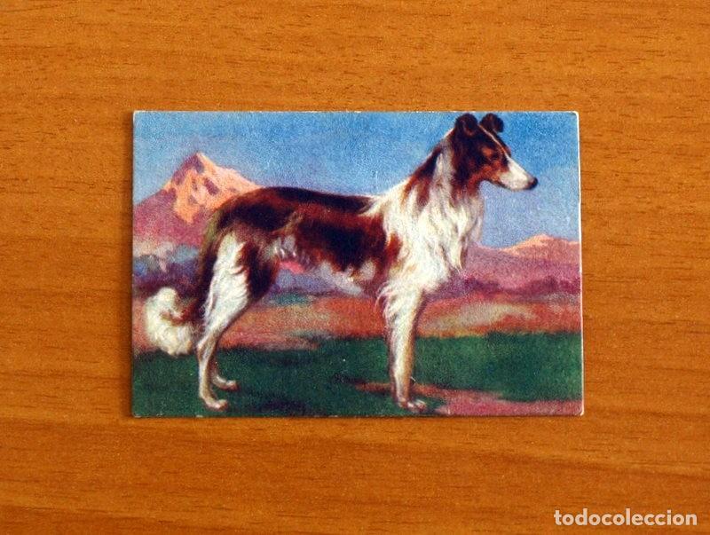 Coleccionismo Cromos antiguos: Historia Natural - N&ordm; 43 Perros, Collie Escoc&eacute;s - Editorial Afer A&ntilde;os 40 - Nunca Pegado