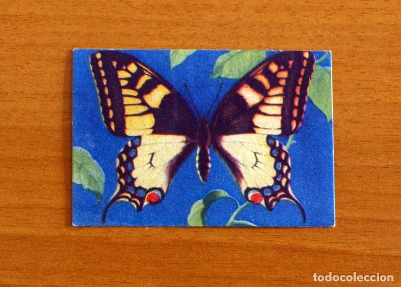 Coleccionismo Cromos antiguos: Historia Natural - N&ordm; 46 Papilio Machaon - Editorial Afer A&ntilde;os 40