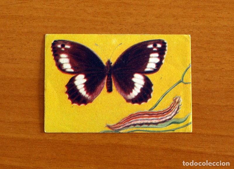 Coleccionismo Cromos antiguos: Historia Natural - N&ordm; 47 Satyrus Circe - Editorial Afer A&ntilde;os 40 - Nunca Pegado