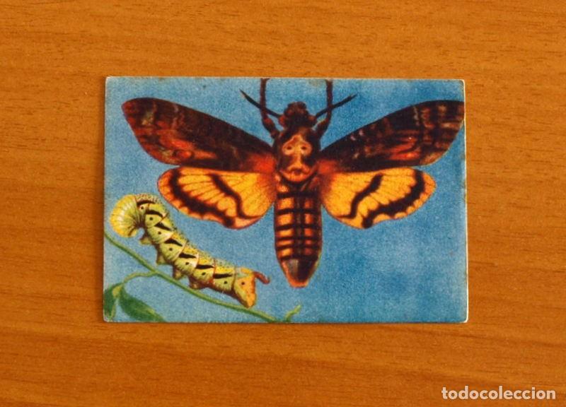 Coleccionismo Cromos antiguos: Historia Natural - N&ordm; 50 Agueroncia y su Oruga - Editorial Afer A&ntilde;os 40 - Nunca Pegado