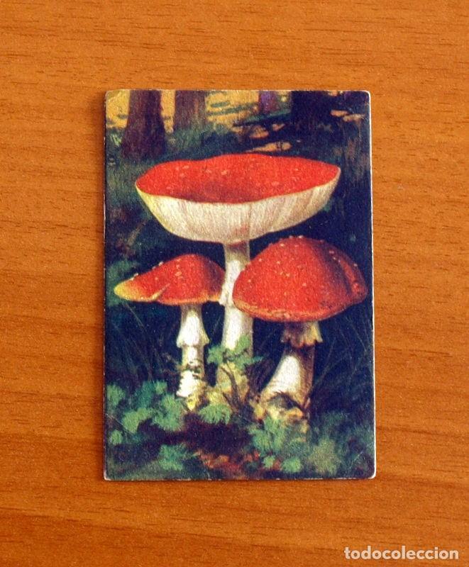 Coleccionismo Cromos antiguos: Historia Natural - N&ordm; 54 Agarico - Editorial Afer A&ntilde;os 40 - Nunca Pegado