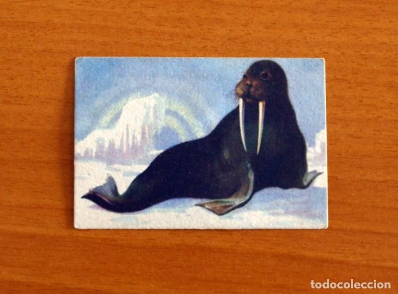 Coleccionismo Cromos antiguos: Historia Natural - N&ordm; 57 Morsa - Editorial Afer A&ntilde;os 40 - Nunca Pegado