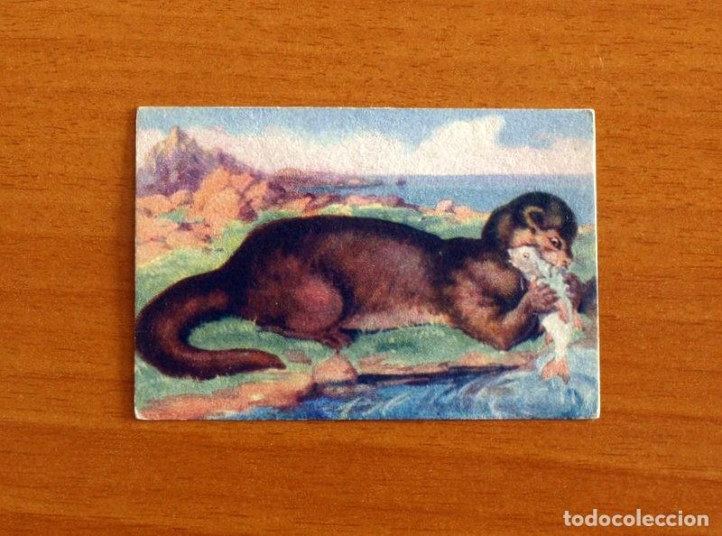 Coleccionismo Cromos antiguos: Historia Natural - N&ordm; 58 Nutria - Editorial Afer A&ntilde;os 40 - Nunca Pegado