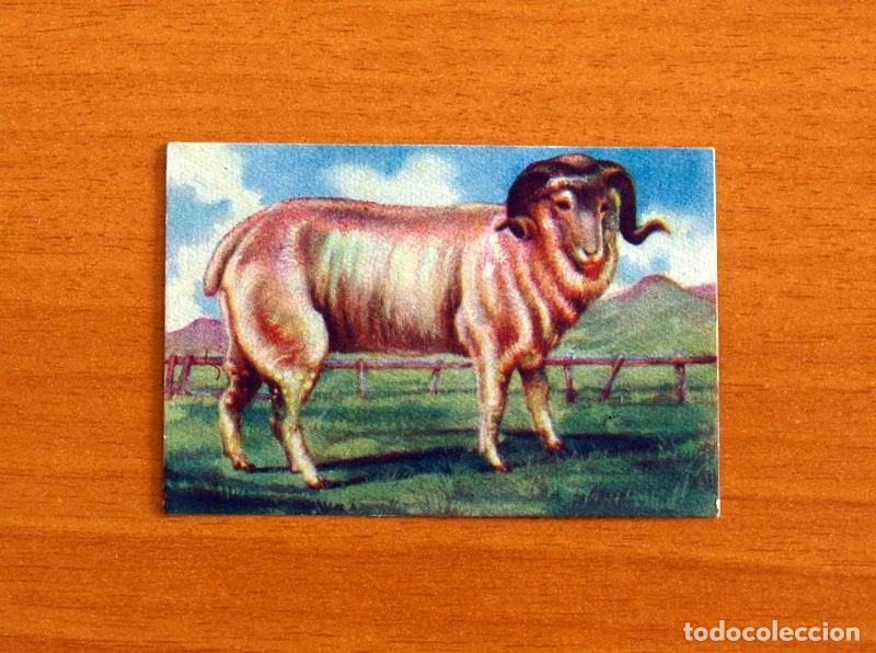 Coleccionismo Cromos antiguos: Historia Natural - N&ordm; 60 Carnero Merino - Editorial Afer A&ntilde;os 40 - Nunca Pegado