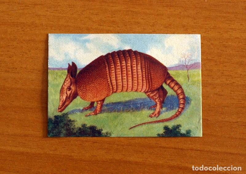 Coleccionismo Cromos antiguos: Historia Natural - N&ordm; 62 Armadillo o Tatuejo - Editorial Afer A&ntilde;os 40 - Nunca Pegado