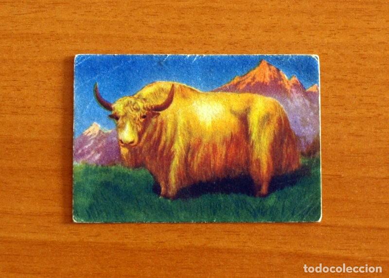 Coleccionismo Cromos antiguos: Historia Natural - N&ordm; 64 Yack - Editorial Afer A&ntilde;os 40 - Nunca Pegado