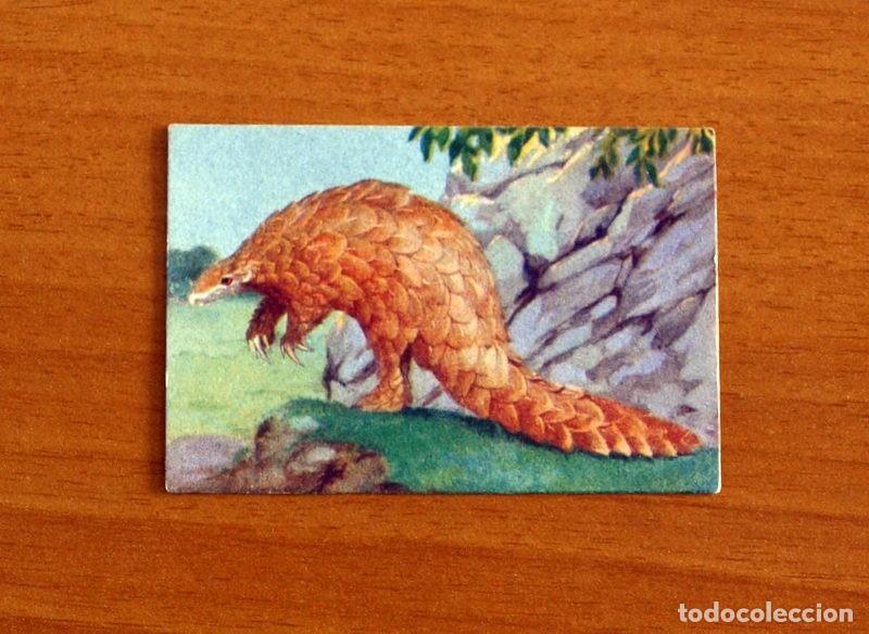 Coleccionismo Cromos antiguos: Historia Natural - N&ordm; 68 Pangol&iacute;n o Arnadillo - Editorial Afer A&ntilde;os 40 - Nunca Pegado