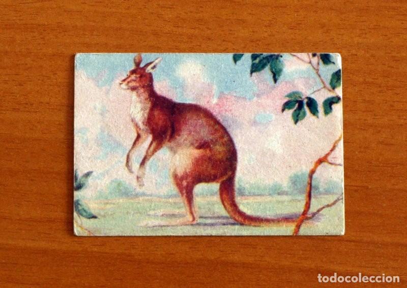 Coleccionismo Cromos antiguos: Historia Natural - N&ordm; 70 Canguro - Editorial Afer A&ntilde;os 40 - Nunca Pegado