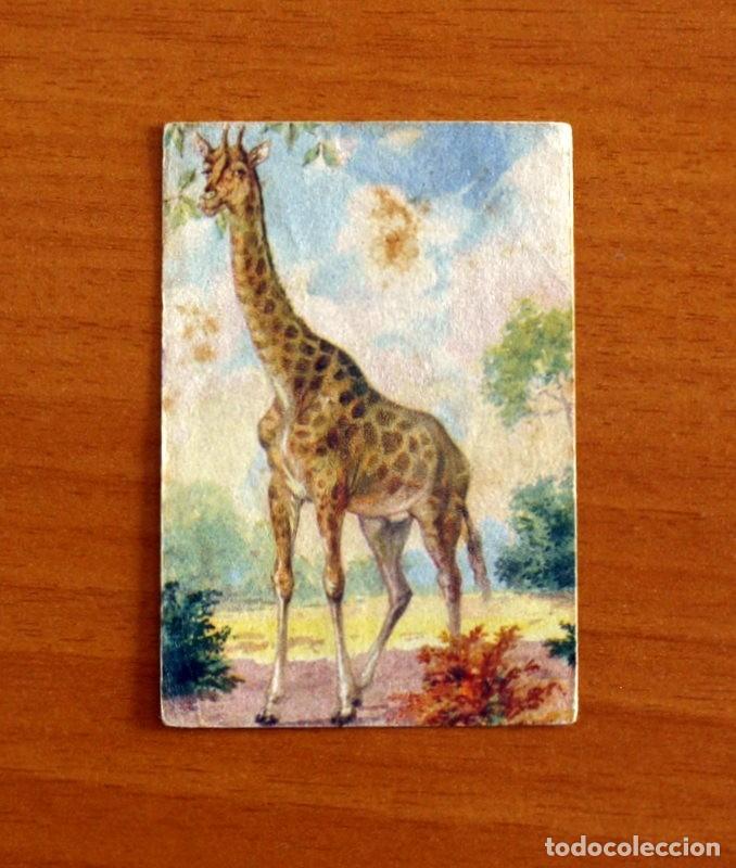 Coleccionismo Cromos antiguos: Historia Natural - N&ordm; 72 Girafa - Editorial Afer A&ntilde;os 40 - Nunca Pegado