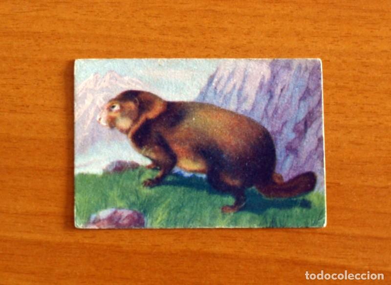 Coleccionismo Cromos antiguos: Historia Natural - N&ordm; 73 Marmota - Editorial Afer A&ntilde;os 40 - Nunca Pegado