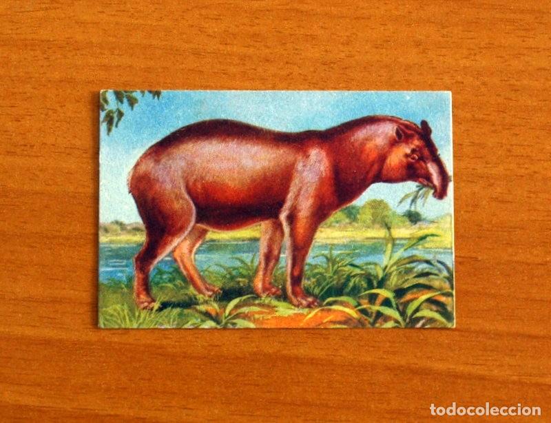 Coleccionismo Cromos antiguos: Historia Natural - N&ordm; 83 Tapir - Editorial Afer A&ntilde;os 40 - Nunca Pegado