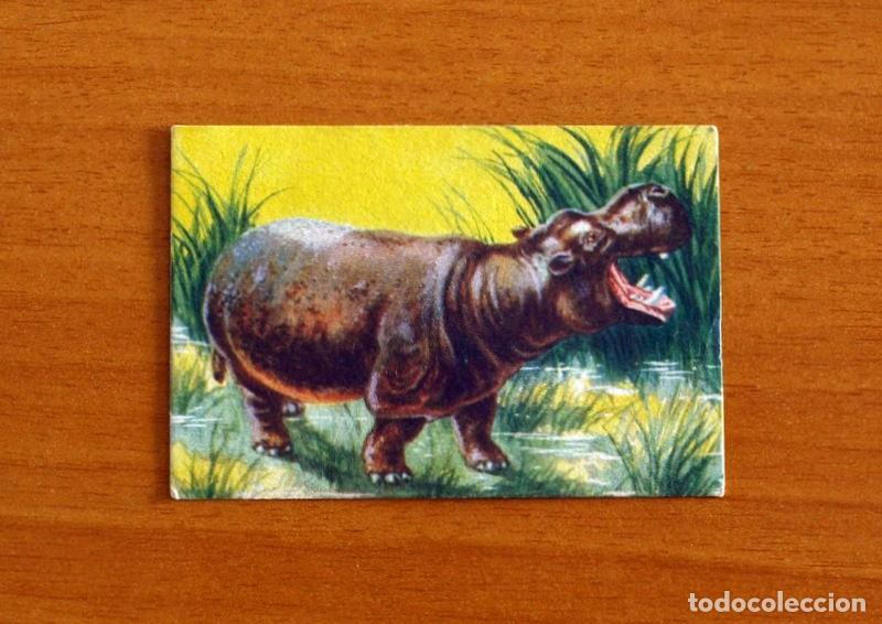 Coleccionismo Cromos antiguos: Historia Natural - N&ordm; 88 Hipop&oacute;tamo - Editorial Afer A&ntilde;os 40 - Nunca Pegado