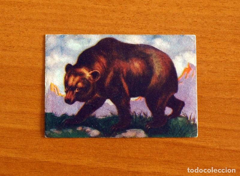 Coleccionismo Cromos antiguos: Historia Natural - N&ordm; 94 Oso Pardo - Editorial Afer A&ntilde;os 40 - Nunca Pegado