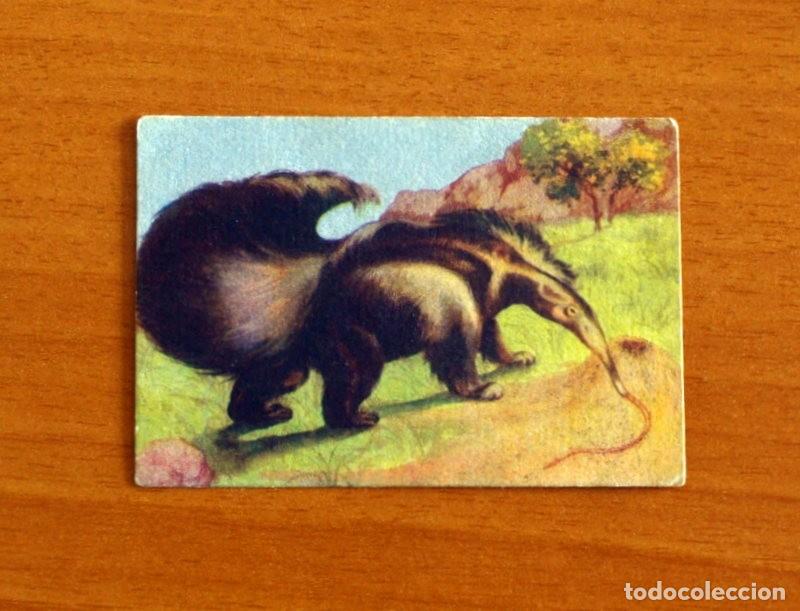 Coleccionismo Cromos antiguos: Historia Natural - N&ordm; 96 Oso Hormiguero - Editorial Afer A&ntilde;os 40 - Nunca Pegado