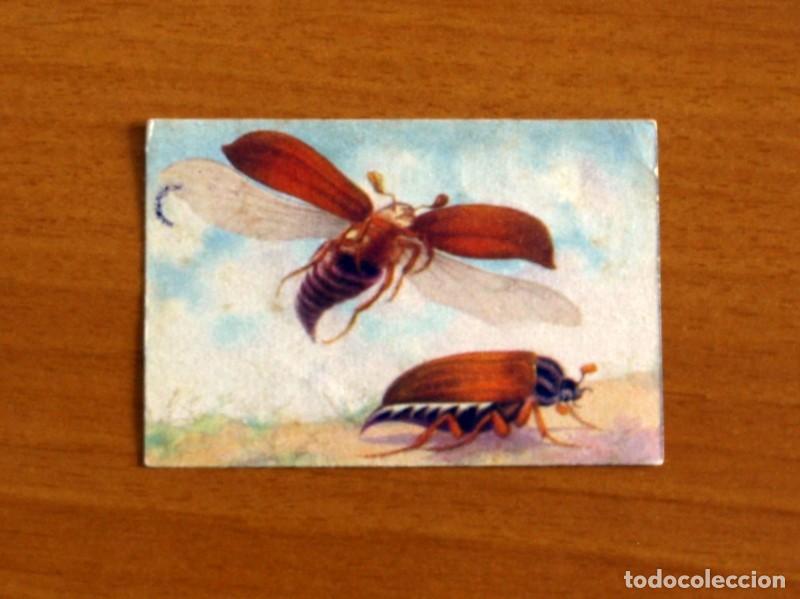Coleccionismo Cromos antiguos: Historia Natural - N&ordm; 101 Melolonta - Editorial Afer A&ntilde;os 40 - Nunca Pegado