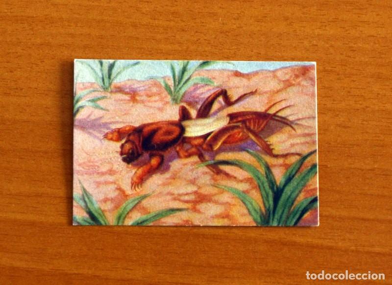 Coleccionismo Cromos antiguos: Historia Natural - N&ordm; 105 Grillo Topo - Editorial Afer A&ntilde;os 40 - Nunca Pegado