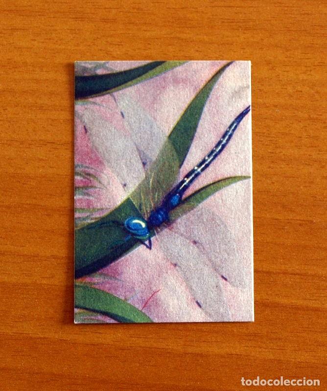 Coleccionismo Cromos antiguos: Historia Natural - N&ordm; 107 Libelula - Editorial Afer A&ntilde;os 40 - Nunca Pegado