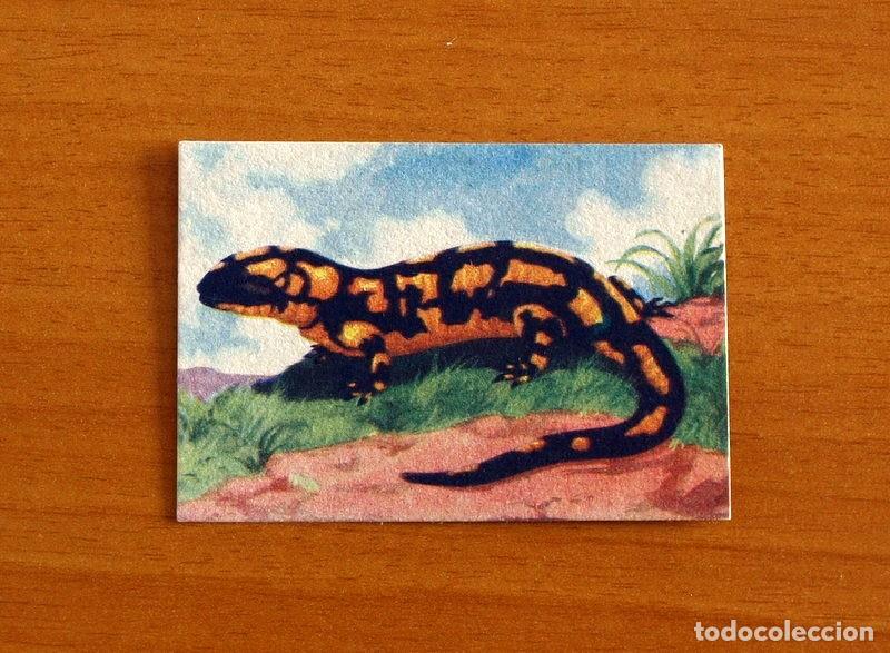 Coleccionismo Cromos antiguos: Historia Natural - N&ordm; 113 Salamandra Terrestre - Editorial Afer A&ntilde;os 40 - Nunca Pegado