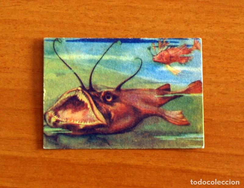 Coleccionismo Cromos antiguos: Historia Natural - N&ordm; 121 Sapo Marino - Editorial Afer A&ntilde;os 40 - Nunca Pegado