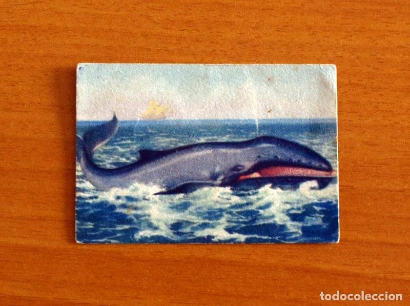 Coleccionismo Cromos antiguos: Historia Natural - N&ordm; 123 Ballena - Editorial Afer A&ntilde;os 40