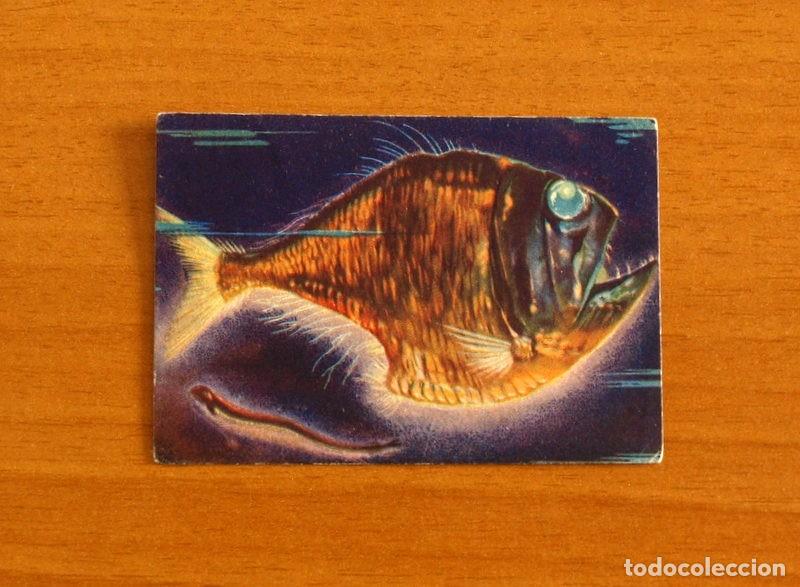 Coleccionismo Cromos antiguos: Historia Natural - N&ordm; 124 Argiropeleco - Editorial Afer A&ntilde;os 40 - Nunca Pegado