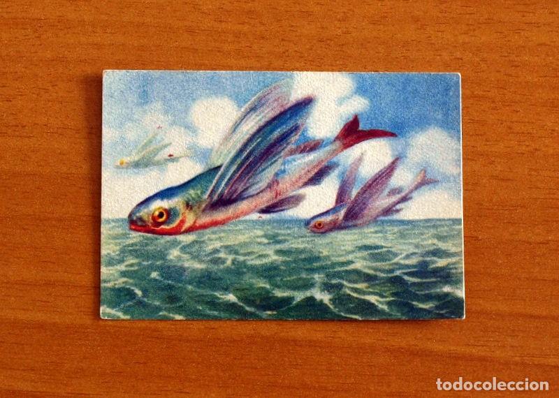 Coleccionismo Cromos antiguos: Historia Natural - N&ordm; 133 Pez Volador - Editorial Afer A&ntilde;os 40 - Nunca Pegado