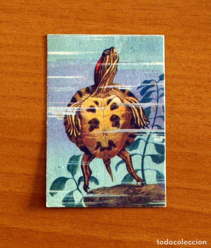 Coleccionismo Cromos antiguos: Historia Natural - N&ordm; 138 Terrapene Pintada - Editorial Afer A&ntilde;os 40 - Nunca Pegado