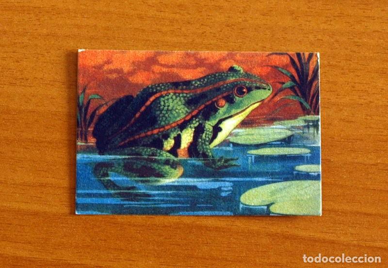 Coleccionismo Cromos antiguos: Historia Natural - N&ordm; 139 Rana Com&uacute;n - Editorial Afer A&ntilde;os 40 - Nunca Pegado