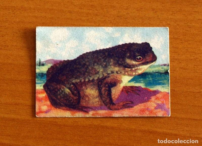 Coleccionismo Cromos antiguos: Historia Natural - N&ordm; 140 Sapo - Editorial Afer A&ntilde;os 40 - Nunca Pegado