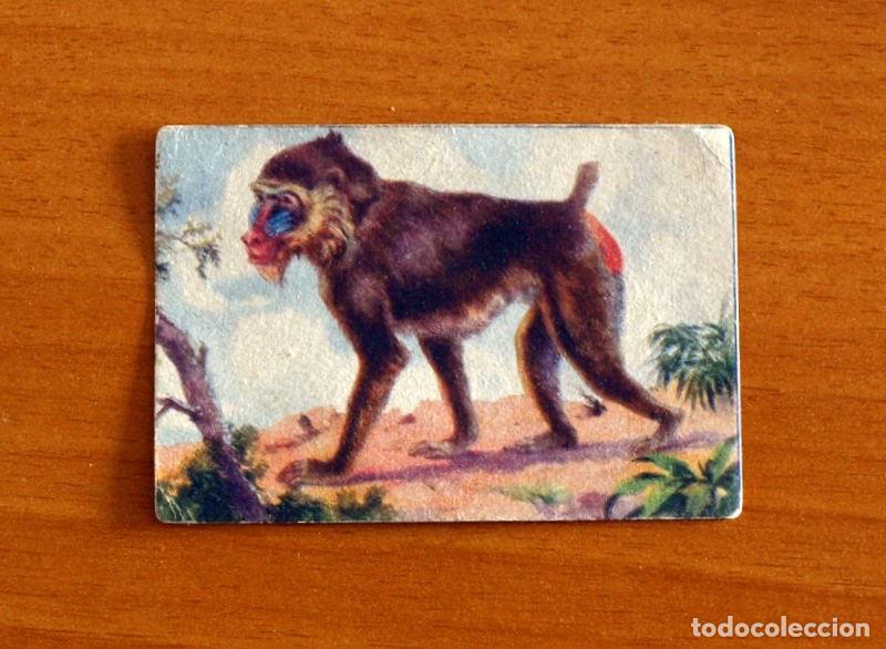 Coleccionismo Cromos antiguos: Historia Natural - N&ordm; 143 Mandril - Editorial Afer A&ntilde;os 40 - Nunca Pegado