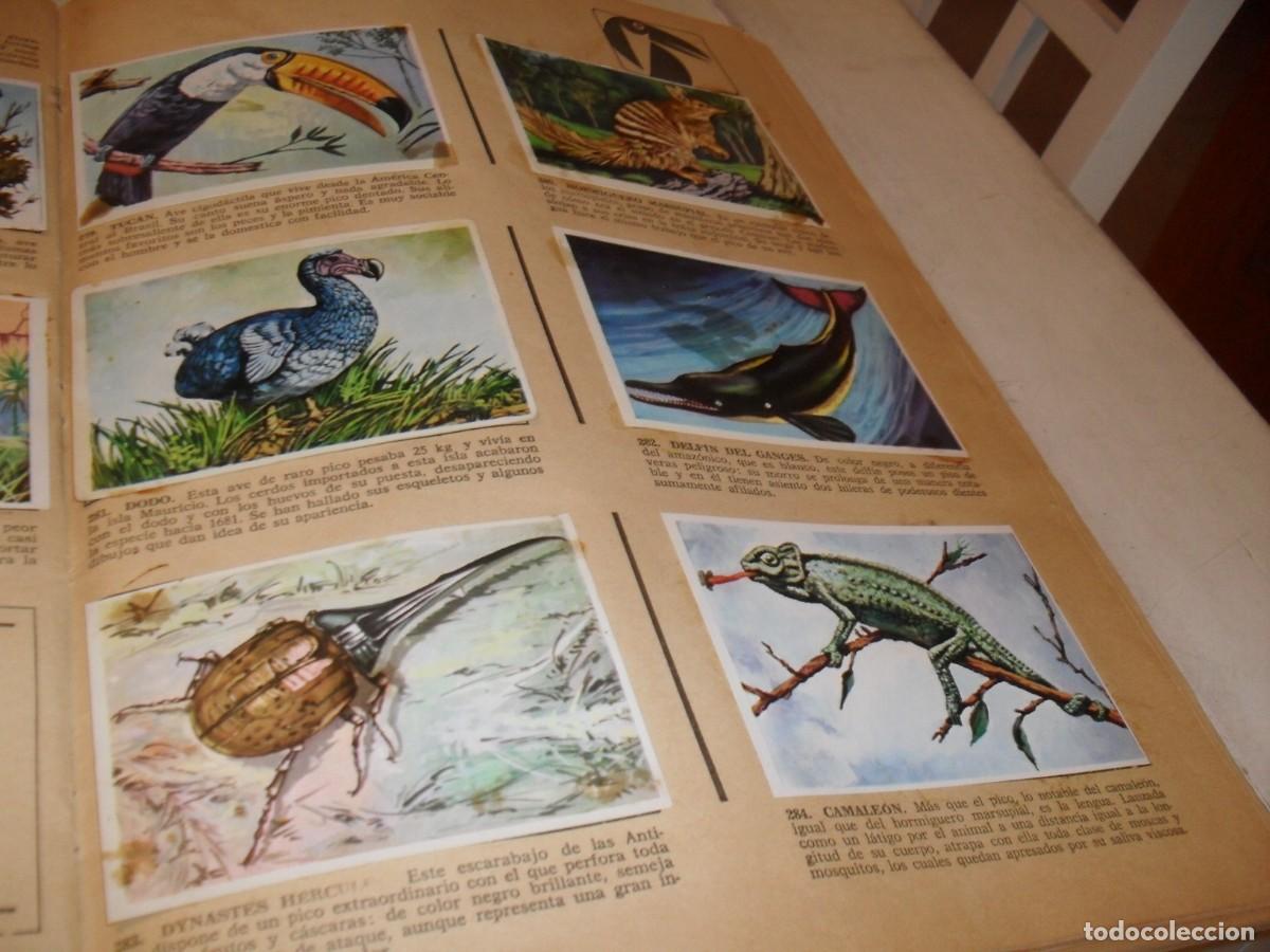 Coleccionismo Cromos antiguos: LAMINA CON 11 CROMOS PICO DE ORO,(LEASE),DEL ALBUM HISTORIA NATURAL,BRUGUERA,1967