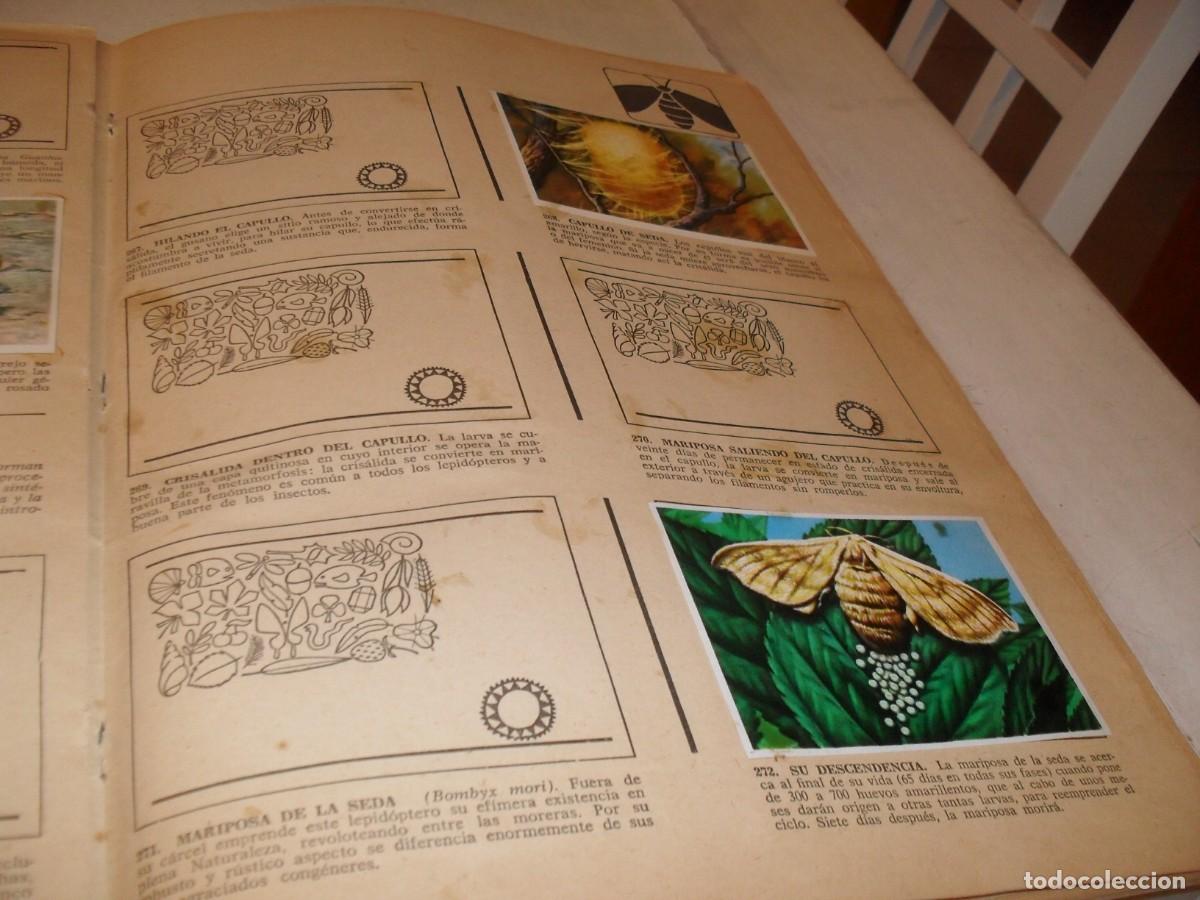 Coleccionismo Cromos antiguos: LAMINA CON 7 CROMOS EL GUSANO DE SEDA,(LEASE),DEL ALBUM HISTORIA NATURAL,BRUGUERA,1967