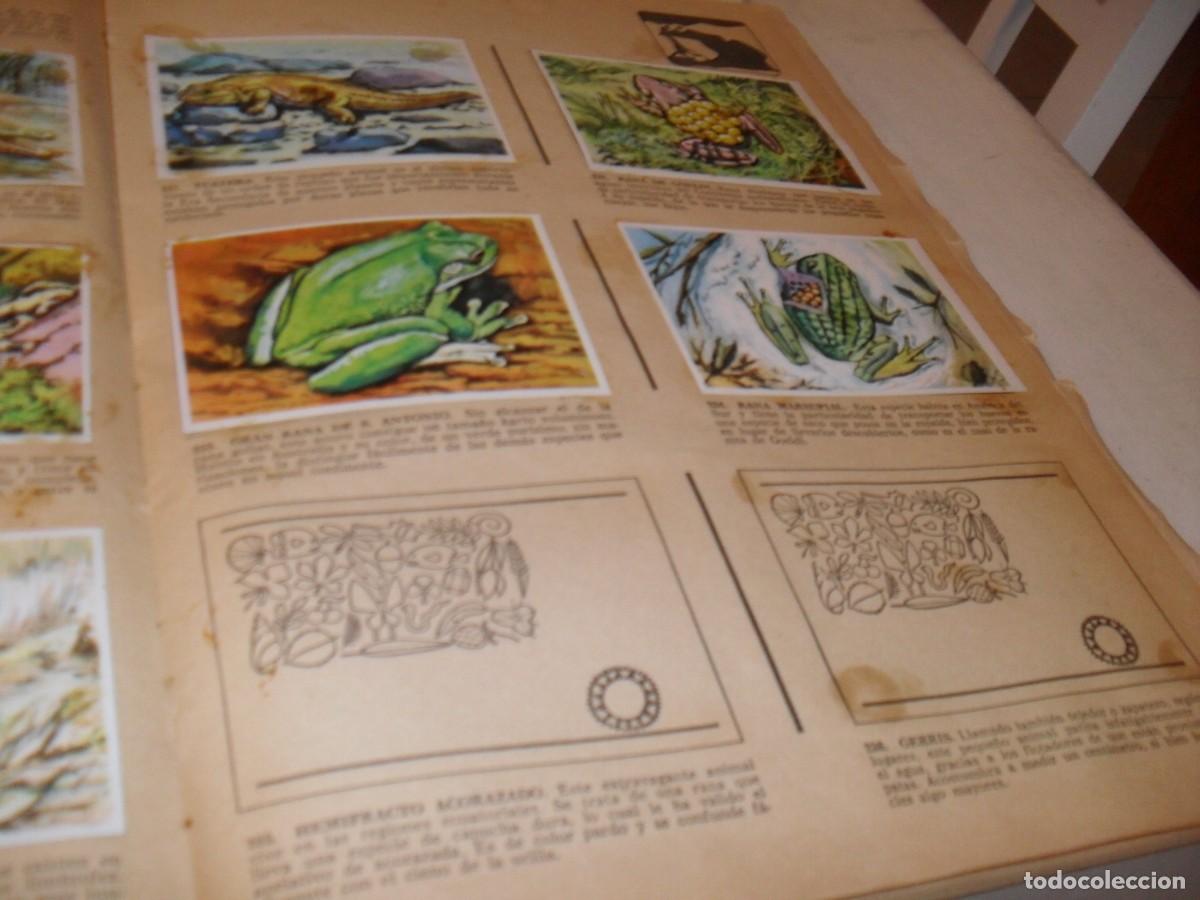 Coleccionismo Cromos antiguos: LAMINA CON 7 CROMOS ANFIBIOS,(LEASE),DEL ALBUM HISTORIA NATURAL,BRUGUERA,1967