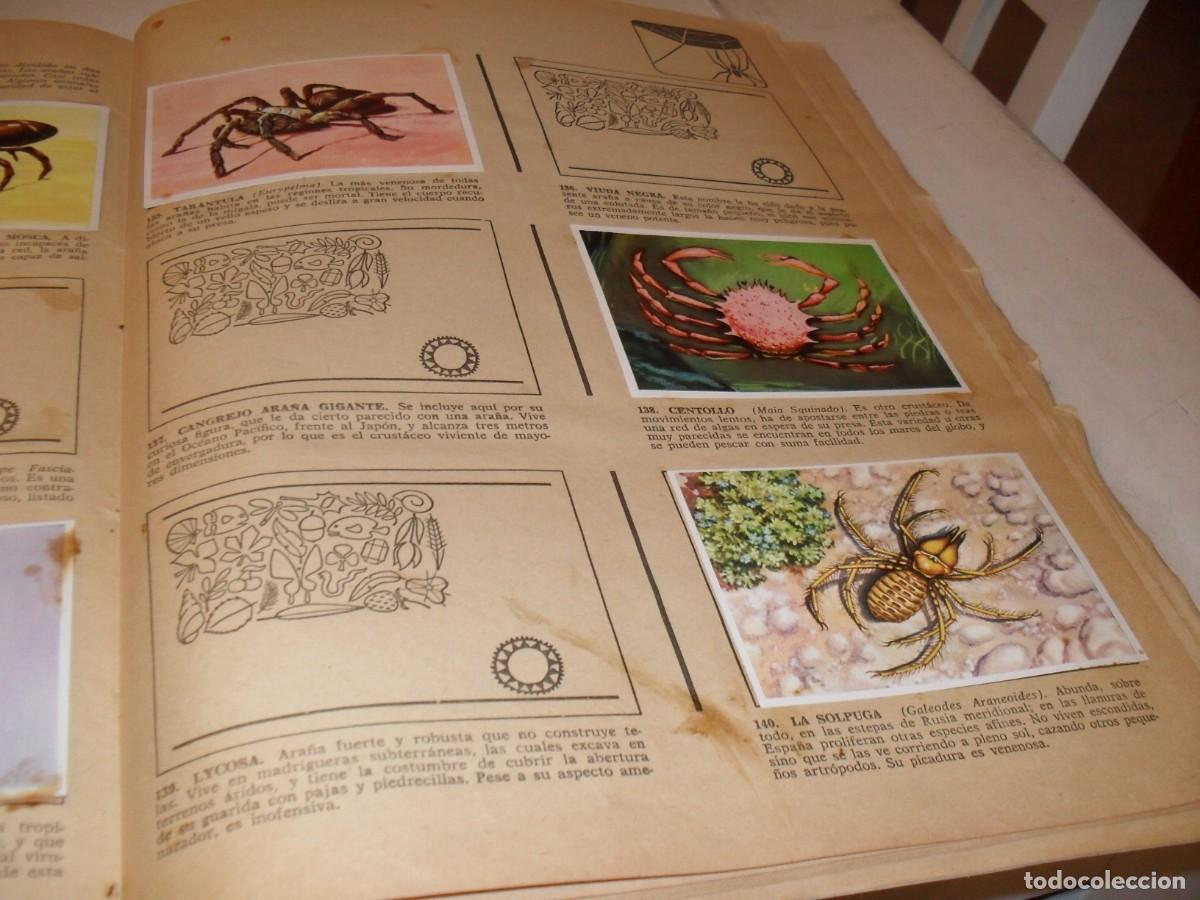 Coleccionismo Cromos antiguos: LAMINA CON 5 CROMOS AL ACECHO,(LEASE),DEL ALBUM HISTORIA NATURAL,BRUGUERA,1967