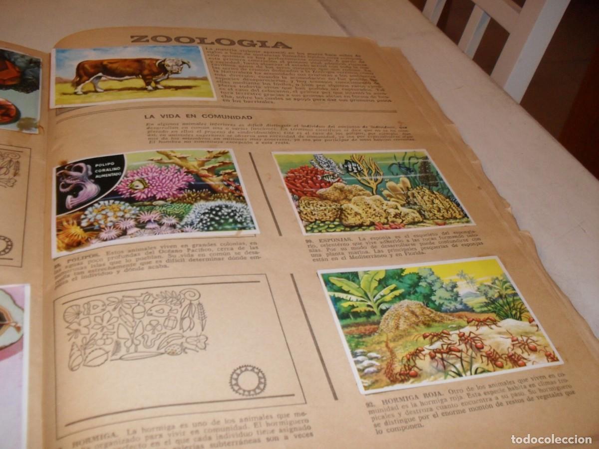 Coleccionismo Cromos antiguos: LAMINA CON 9 CROMOS ANIMALES EN COMUNIDAD,(LEASE),DEL ALBUM HISTORIA NATURAL,BRUGUERA,1967