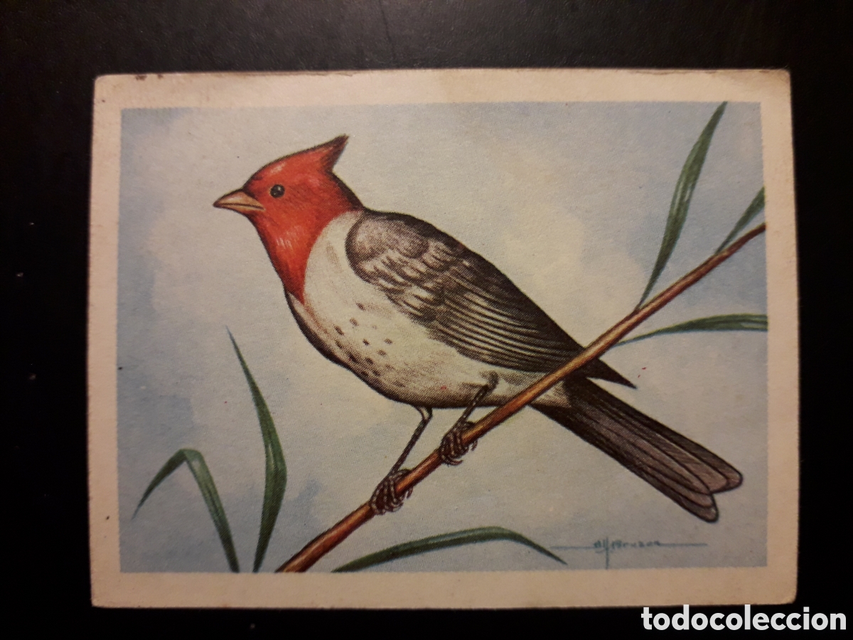 Colecionismo Cromos antigos: CARDENAL GRIS N&deg; 33 EL MUNDO DE LAS AVES, ED FERCA 1962 SIN PEGAR, PEDIDO M&Iacute;NIMO 3&euro;