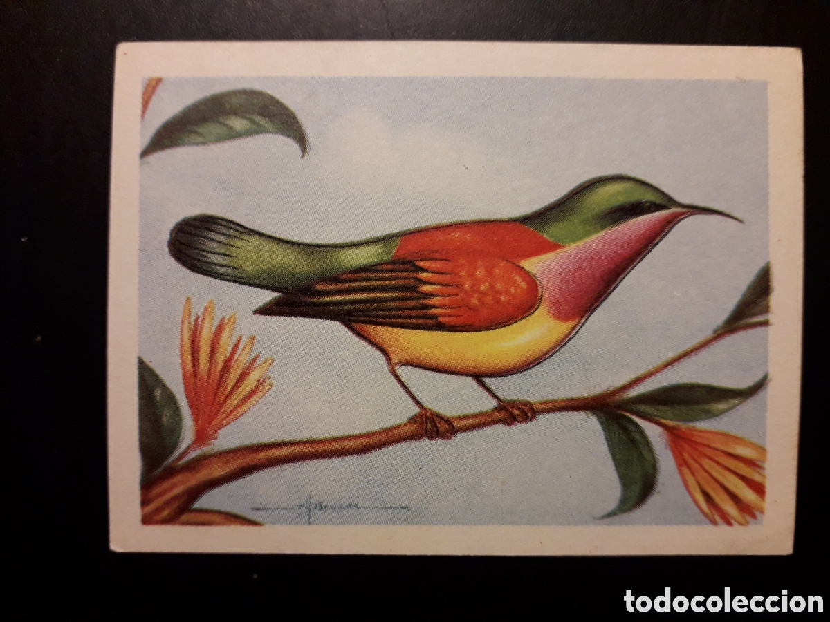 Colecionismo Cromos antigos: SUIMANGA DE ABISINIA N&deg; 46 EL MUNDO DE LAS AVES, ED FERCA 1962 SIN PEGAR, PEDIDO M&Iacute;NIMO 3&euro;