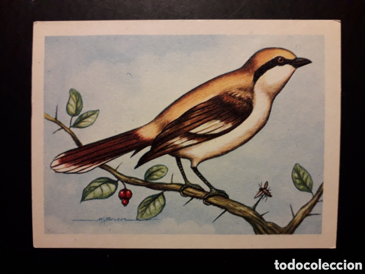Colecionismo Cromos antigos: ALCAUD&Oacute;N N&deg; 56 EL MUNDO DE LAS AVES, ED FERCA 1962 SIN PEGAR, PEDIDO M&Iacute;NIMO 3&euro;