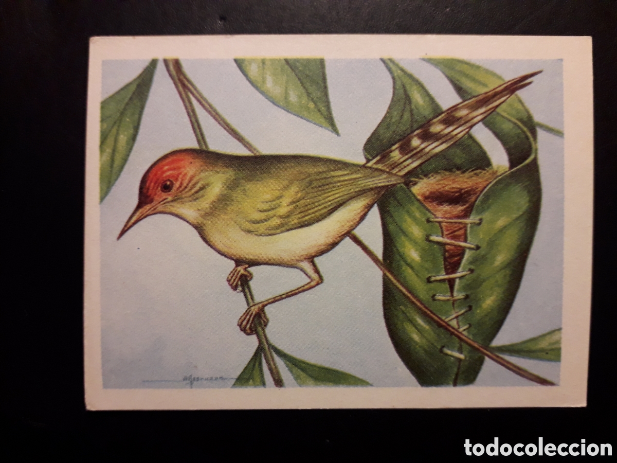 Colecionismo Cromos antigos: P&Aacute;JARO SASTRE N&deg; 69 EL MUNDO DE LAS AVES, ED FERCA 1962 SIN PEGAR, PEDIDO M&Iacute;NIMO 3&euro;