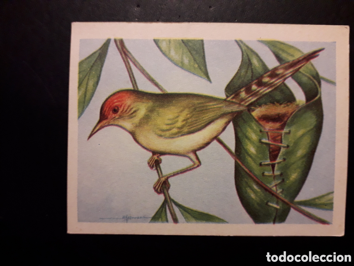 Colecionismo Cromos antigos: P&Aacute;JARO SASTRE N&deg; 70 EL MUNDO DE LAS AVES, ED FERCA 1962 SIN PEGAR, PEDIDO M&Iacute;NIMO 3&euro;