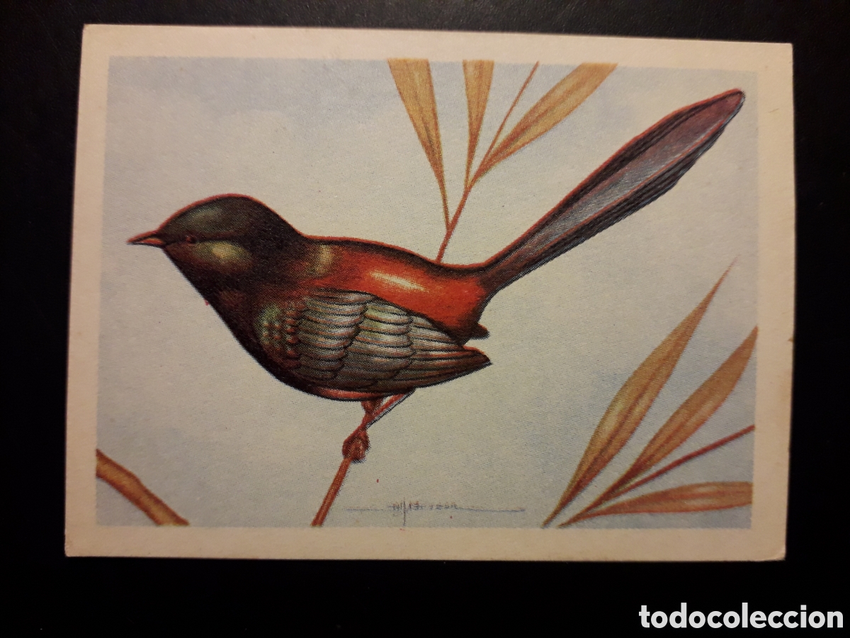 Colecionismo Cromos antigos: MALURO N&deg; 71 EL MUNDO DE LAS AVES, ED FERCA 1962 SIN PEGAR, PEDIDO M&Iacute;NIMO 3&euro;