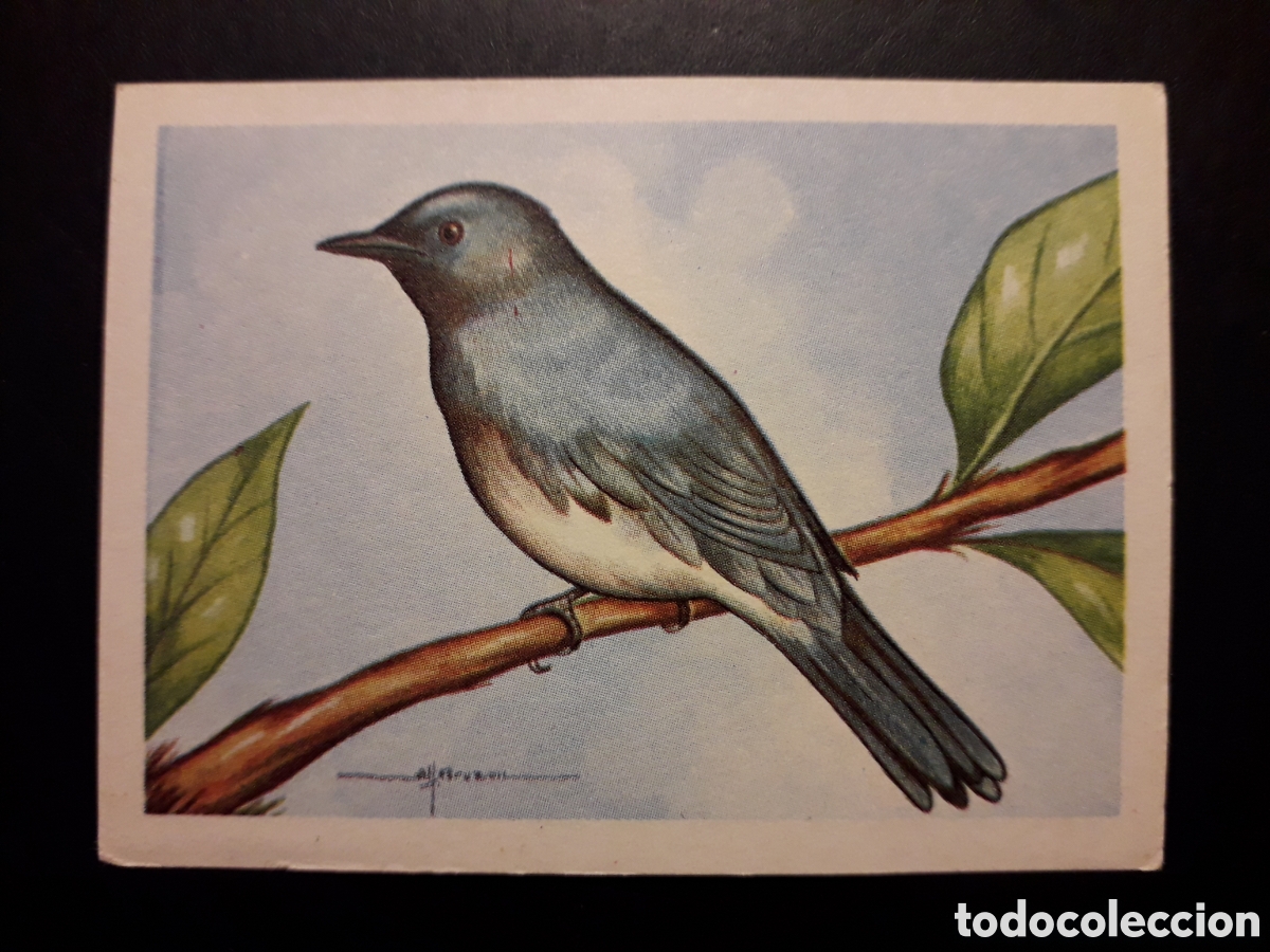 Colecionismo Cromos antigos: PAPAMOSCAS JAPON&Eacute;S N&deg; 72 EL MUNDO DE LAS AVES, ED FERCA 1962 SIN PEGAR, PEDIDO M&Iacute;NIMO 3&euro;