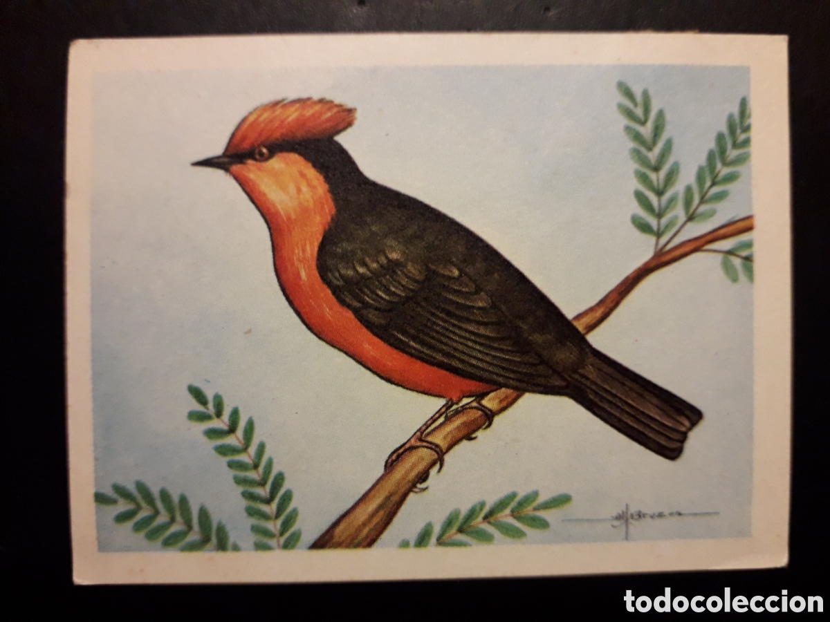 Colecionismo Cromos antigos: TIRANO BERMEJO N&deg; 75 EL MUNDO DE LAS AVES, ED FERCA 1962 SIN PEGAR, PEDIDO M&Iacute;NIMO 3&euro;