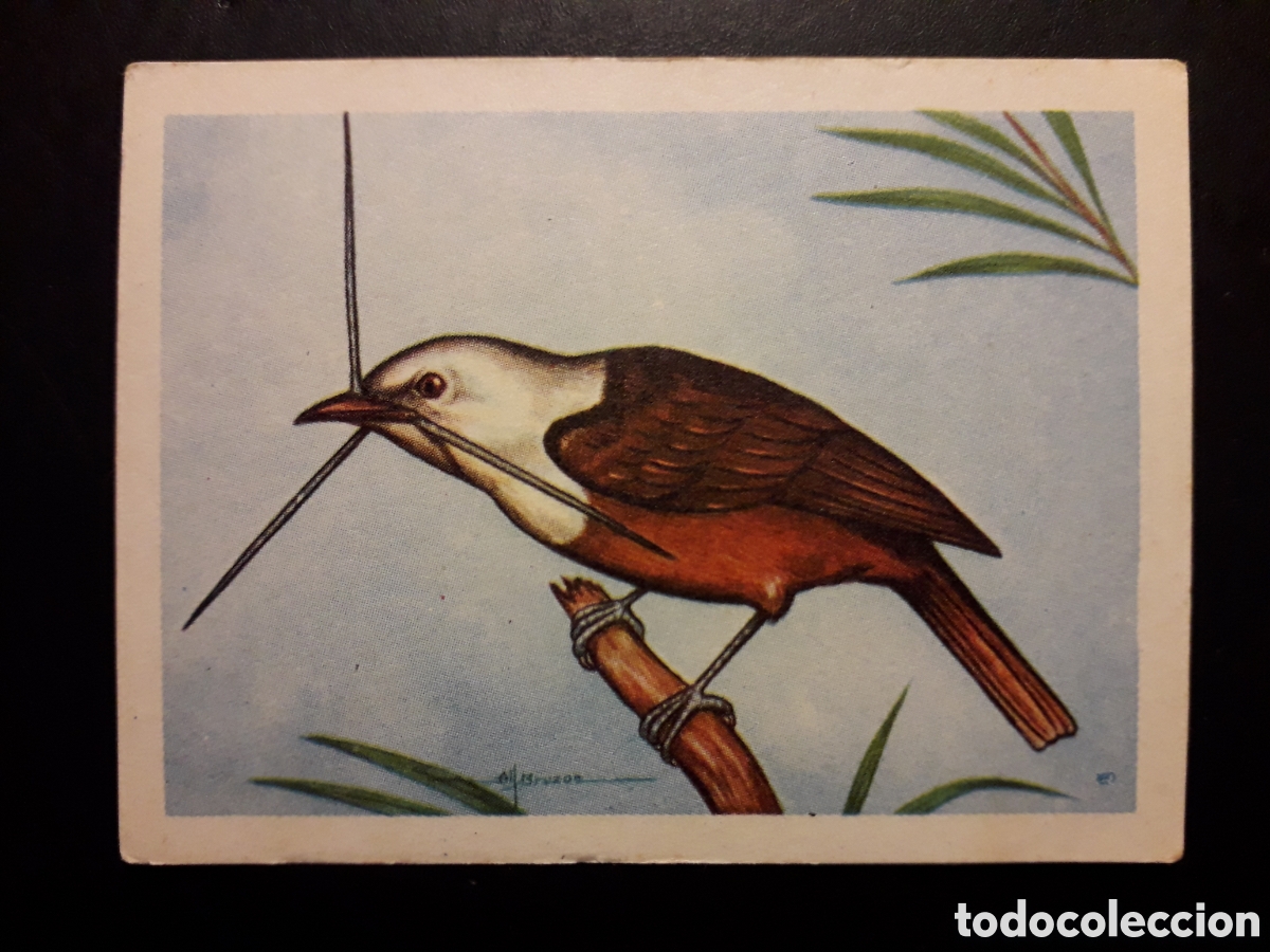 Colecionismo Cromos antigos: ARAPONGA O CAMPANERO N&deg; 78 EL MUNDO DE LAS AVES, ED FERCA 1962 SIN PEGAR, PEDIDO M&Iacute;NIMO 3&euro;
