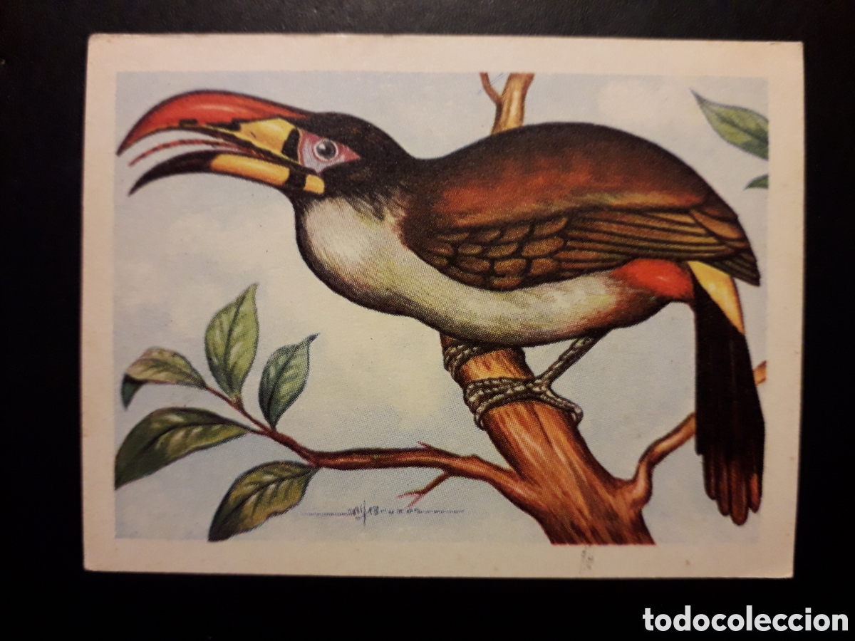 Colecionismo Cromos antigos: ARASAR&Iacute; N&deg; 82 EL MUNDO DE LAS AVES, ED FERCA 1962 SIN PEGAR, PEDIDO M&Iacute;NIMO 3&euro;