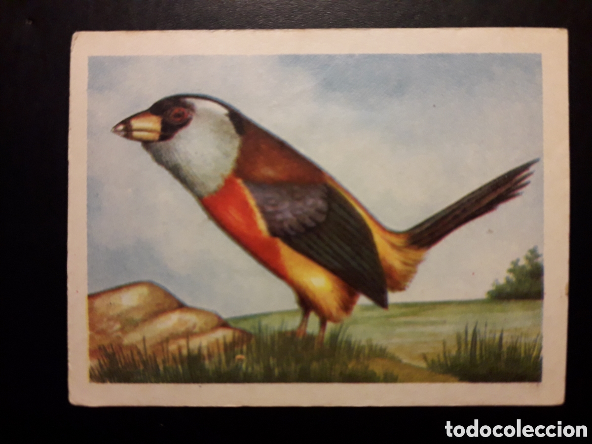 Colecionismo Cromos antigos: MEGALAIMA TUC&Aacute;N N&deg; 85 EL MUNDO DE LAS AVES, ED FERCA 1962 SIN PEGAR, PEDIDO M&Iacute;NIMO 3&euro;