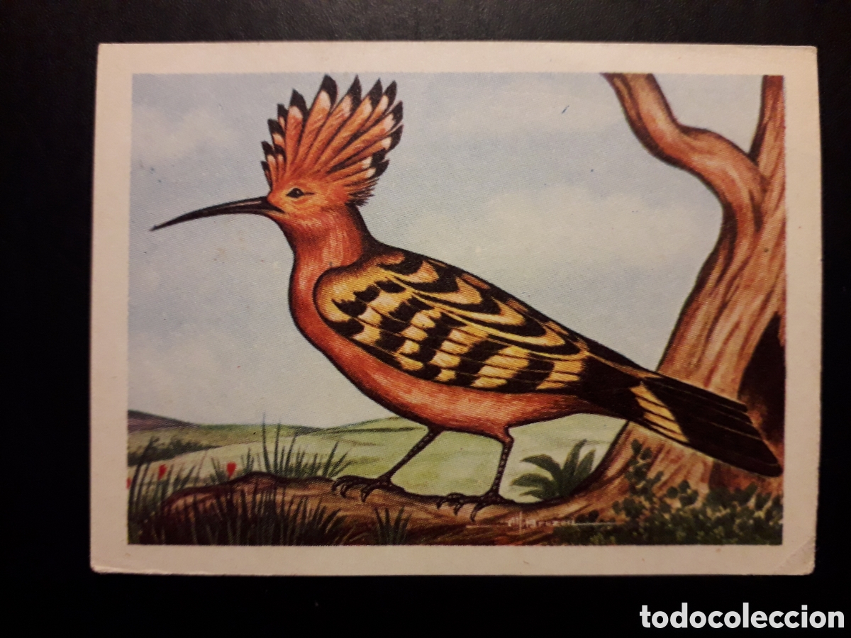 Colecionismo Cromos antigos: ABUBILLA N&deg; 87 EL MUNDO DE LAS AVES, ED FERCA 1962 SIN PEGAR, PEDIDO M&Iacute;NIMO 3&euro;